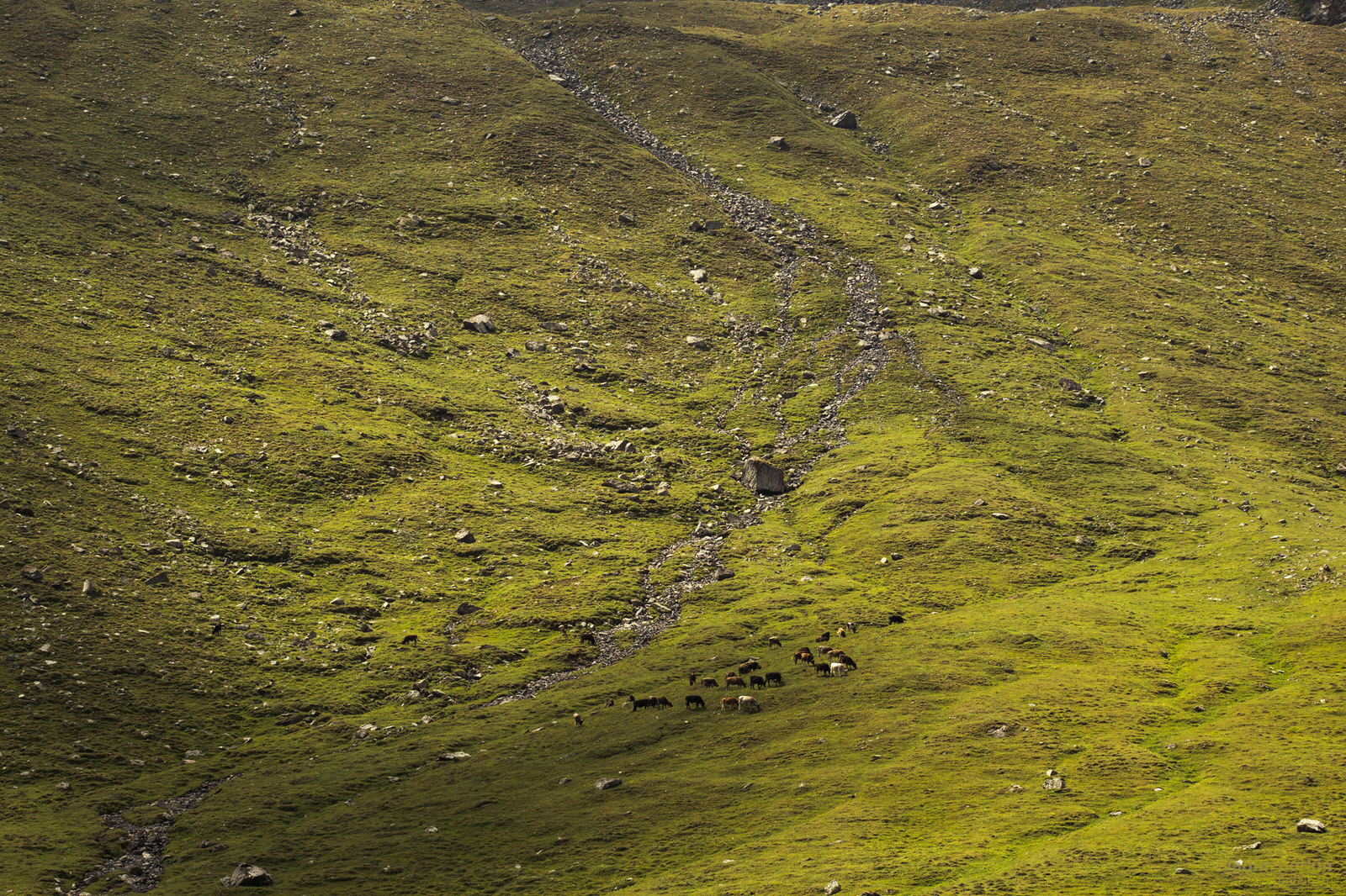 коровы на склоне горы